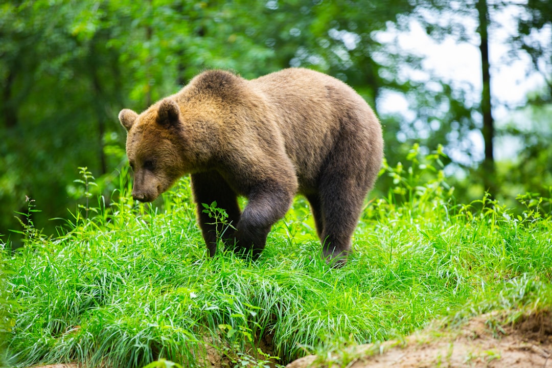 De waarheid over beren in Schotland: natuur en avontuur zonder risico