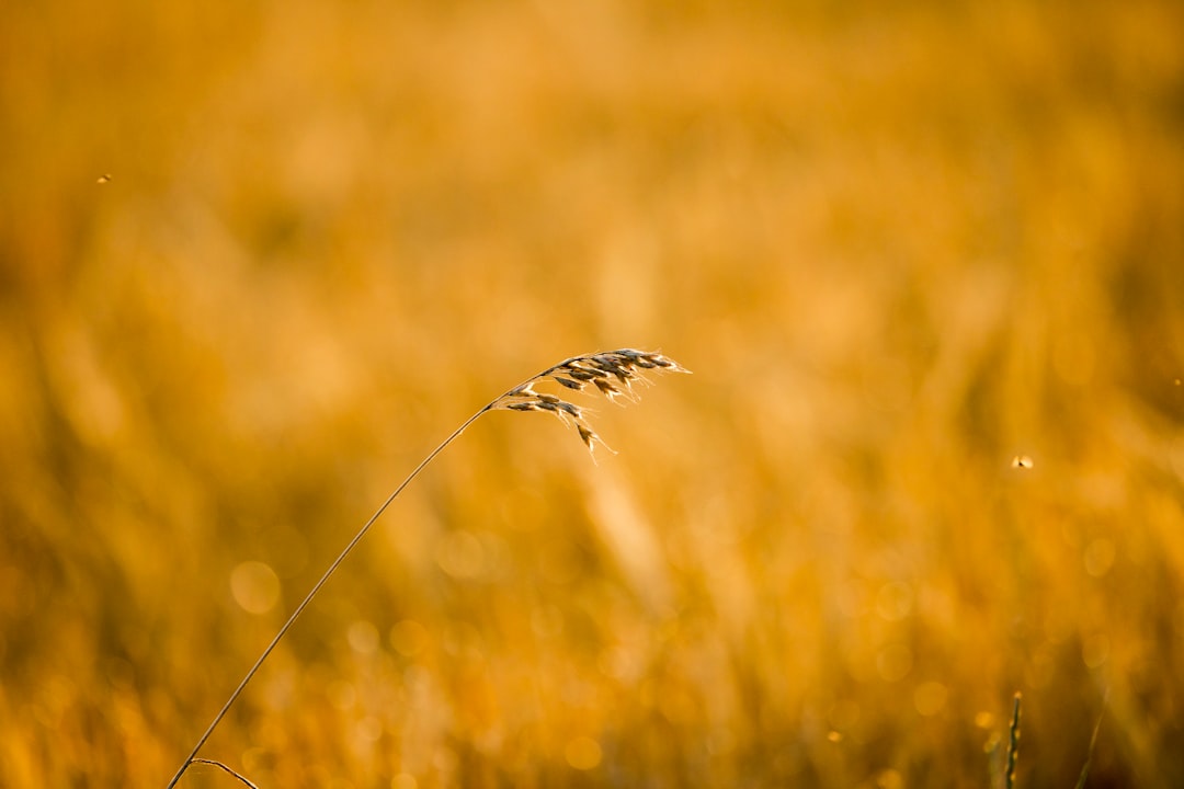 De stekende uitdaging: alles over midges in Schotland en de beste reistijd